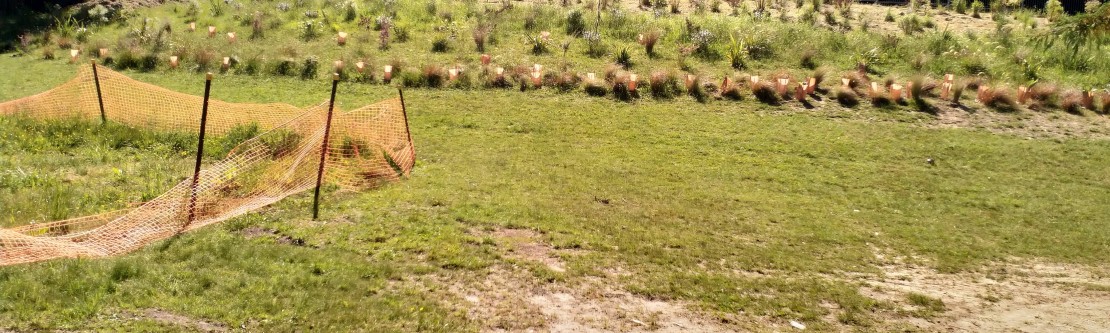 Bank Planting