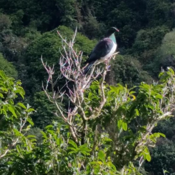 kereru